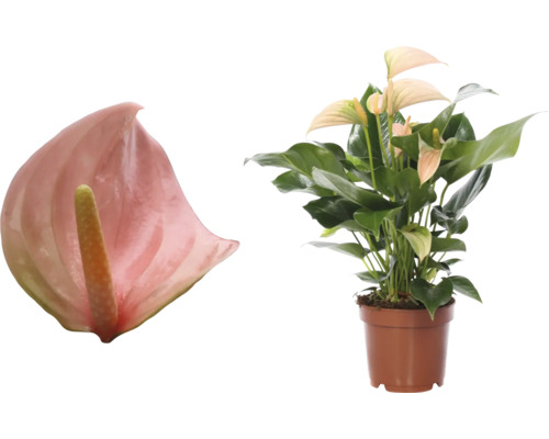 Flamingoblume/ Anthurie FloraSelf Anthurium x Hybride 'Joli Pink' H 25-35 cm Ø 12 cm Topf