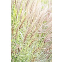 Chinaschilf im Garten