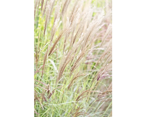 Chinaschilf im Garten