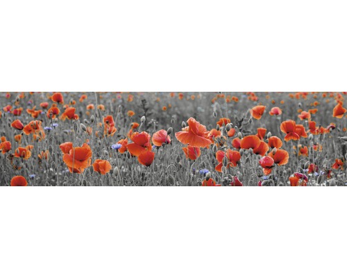 Küchenrückwand mySpotti splash Poppy 2200x600x0,2 mm Mohnblumenfeld mit roten Blüten