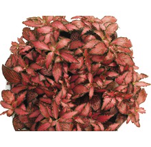 Fittonia Zimmerpflanze mit auffälligen Blattadern