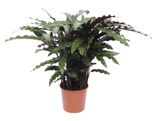 Korbmarante FloraSelf Calathea rufibarda 'Elger Grass' H 40-60 cm Ø 14 cm Topf Gebetspflanze im Topf