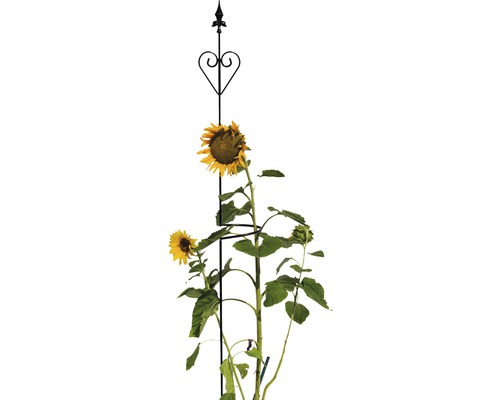 Sonnenblume an Rankhilfe aus Metall