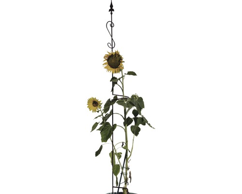 Sonnenblume mit Rankhilfe