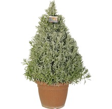 Topfförmige Lavendelpflanze im Topf