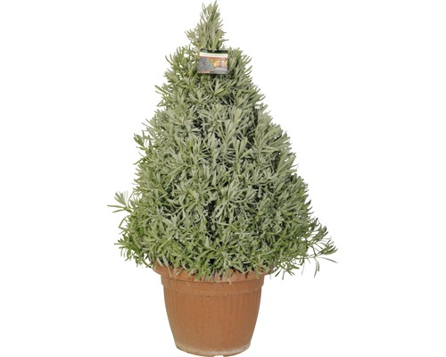 Topfförmige Lavendelpflanze im Topf