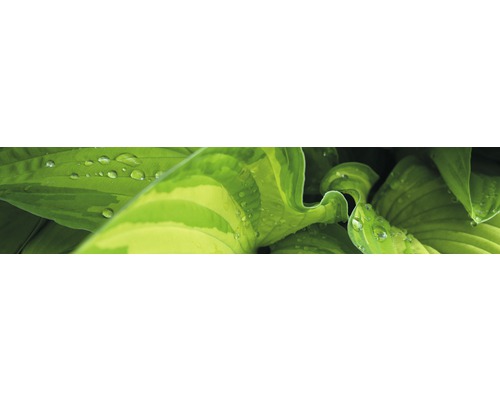 Küchenrückwand mySpotti splash Rainforest 2800x600x0,2 mm Nahaufnahme von Hosta Blättern mit Wassertropfen
