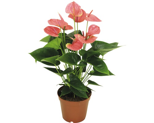 Anthurie im Topf mit rosa Blüten