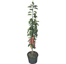 Apfelbaum im Topf mit Früchten und Blättern