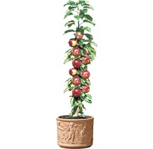 Säulenapfelbaum im Topf mit Reliefdekor