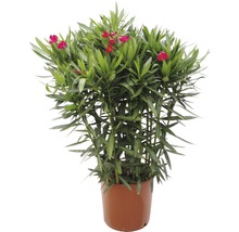 Oleanderpflanze im Topf