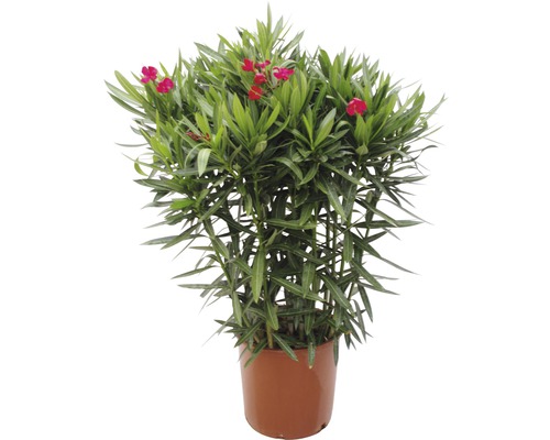 Oleanderpflanze im Topf