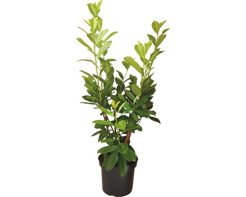 Heckenpflanze Kirschlorbeer Prunus laurocerasus 'Novita' H 100-120 cm im 7,5 Liter Topf