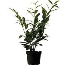 Heckenpflanze Kirschlorbeer FloraSelf Prunus laurocerasus 'Caucasica' H 60-80 cm im 3 Liter Topf ab 30 Stück auf Palette-thumb-0