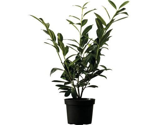 Heckenpflanze Kirschlorbeer FloraSelf Prunus laurocerasus 'Caucasica' H 60-80 cm im 3 Liter Topf ab 30 Stück auf Palette