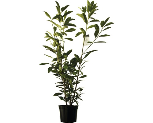 Heckenpflanze Kirschlorbeer Flora Self Prunus laurocerasus 'Caucasica' H 120-150 cm im 10 Liter Topf ab 4 Stück auf Palette