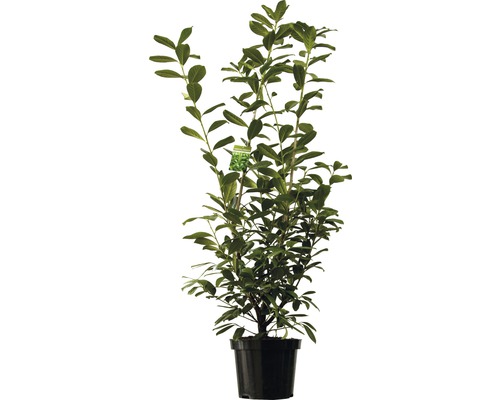 Heckenpflanze Kirschlorbeer Prunus laurocerasus 'Novita' H 120-150 cm im 10 Liter Topf ab 4 Stück auf Palette