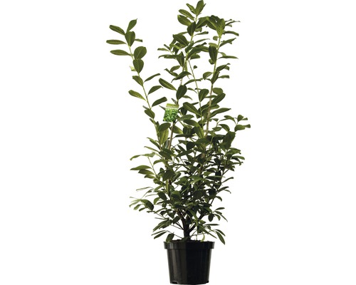 Heckenpflanze Kirschlorbeer Prunus laurocerasus 'Novita' H 150-180 cm im 12 Liter Topf