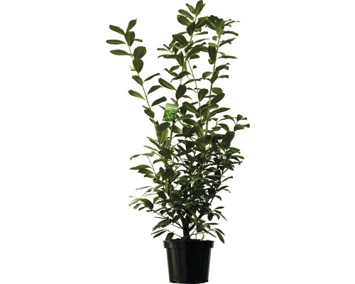Heckenpflanze Kirschlorbeer FloraSelf Prunus laurocerasus 'Caucasica' H 150-180 cm im 12 Liter Topf ab 4 Stück auf Palette