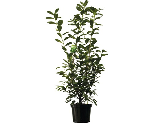 Heckenpflanze Kirschlorbeer FloraSelf Prunus laurocerasus 'Caucasica' H 150-180 cm im 12 Liter Topf