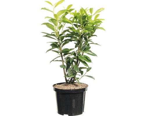 Heckenpflanze Kirschlorbeer Prunus laurocerasus 'Genolia' H 80-100 cm im 5 Liter Topf ab 25 Stück auf Palette
