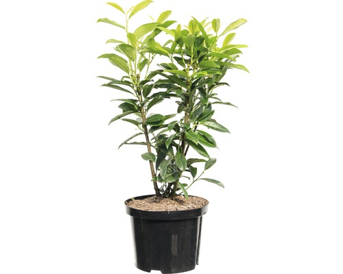 Heckenpflanze Kirschlorbeer Prunus laurocerasus 'Genolia' H 80-100 cm im 5 Liter Topf