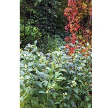 Nahaufnahme eines Blaubeerstrauchs mit reifen und unreifen Früchten im Garten.