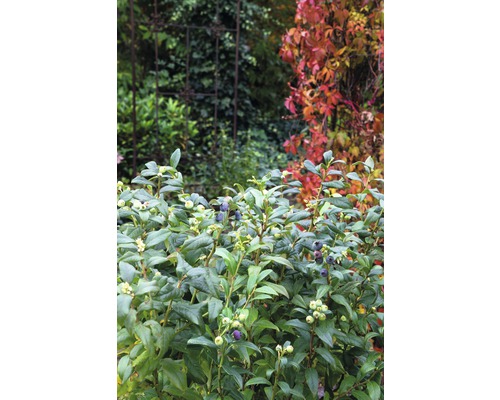 Nahaufnahme eines Blaubeerstrauchs mit reifen und unreifen Früchten im Garten.