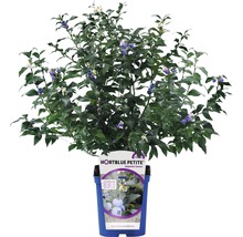 Heidelbeerstrauch im Topf