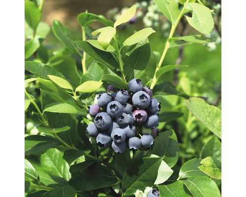 Blaubeeren an einem Blaubeerstrauch