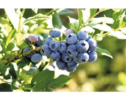 Nahaufnahme von Blaubeeren am Strauch
