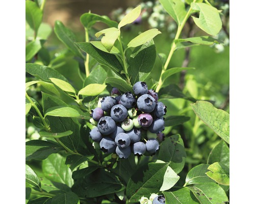 Blaubeeren am Strauch mit grünen Blättern