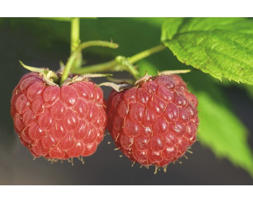 Himbeeren