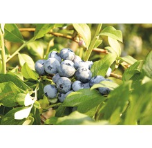 Nahaufnahme von Blaubeeren am Strauch