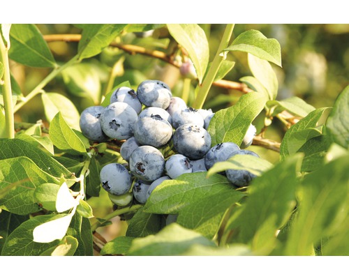 Nahaufnahme von Blaubeeren am Strauch