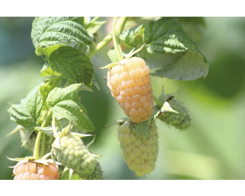 Gelbe Himbeeren am Strauch