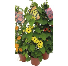 Schwarzäugige Susanne in Töpfen mit Rankhilfe und Sortenschildern.