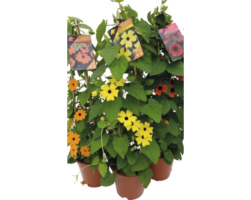 Schwarzäugige Susanne in Töpfen mit Rankhilfe und Sortenschildern.