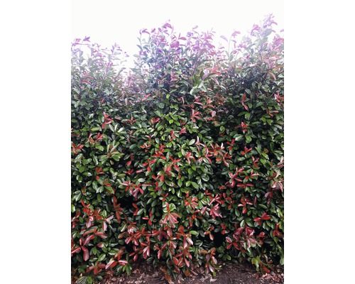 Photinia Red Robin Hecke mit grünen und roten Blättern