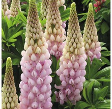 Blühende Lupinen im Garten