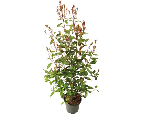 Heckenpflanze FloraSelf Glanzmispel/Photinia 'Red Robin' H 100-120 cm im 7,5 Liter Topf ab 20 Stück auf Palette