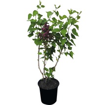 Flieder im Topf mit Blättern und Blüten