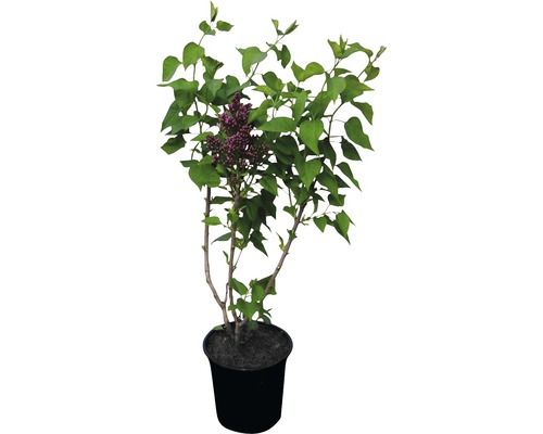 Flieder im Topf mit Blättern und Blüten