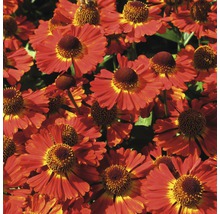 Nahaufnahme von rot-gelben Sonnenbraut Blumen