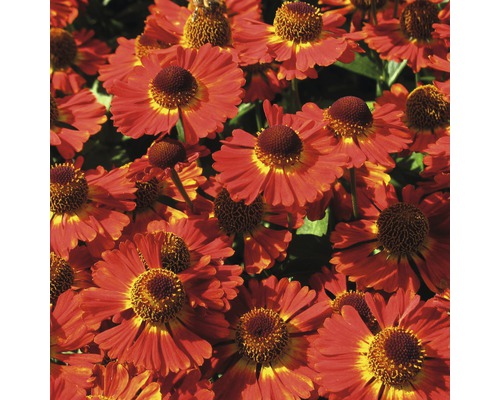 Sonnenbraut Helenium x Hybride Co 5L Nahaufnahme von rot-gelben Sonnenbraut Blumen