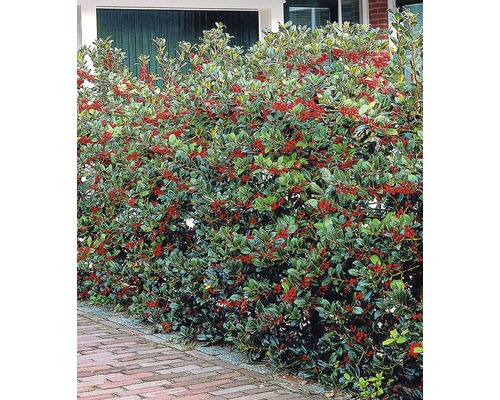 Hecke mit roten Beeren und grünen Blättern als Sichtschutz