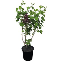 Edelflieder 'Princess Sturdza', 40 - 60 cm