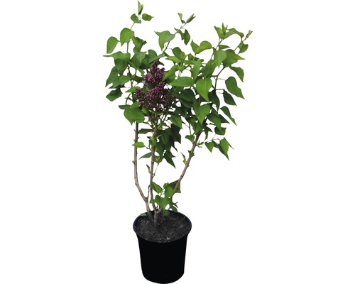 Flieder im Topf mit Blüten und Blättern.