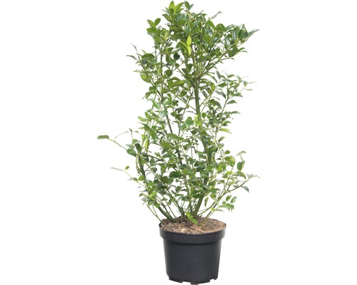 Heckenpflanze FloraSelf Stechpalme/Ilex meserveae 'Heckenstar' H 100-120 cm im 12 Liter Topf ab 4 Stück auf Palette