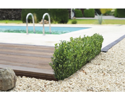 Pool mit Holzdeck, Buchsbaumhecke und Kiesweg im Garten